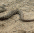 Фото: С.М. Чупров, http://nature.sfu-kras.ru/node/78 - Бийский рабочий