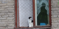 Кот. Погода. Лето. - Газета Бийский рабочий