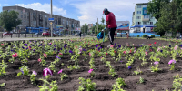 В Бийске стартовали работы по озеленению города - Газета Бийский рабочий