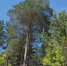 Деревья. Лето. - Газета Бийский рабочий