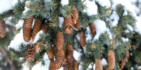 Снегопад и потепление ожидаются в Алтайском крае в новогоднюю ночь - Газета Бийский рабочий