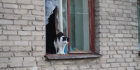 Кот. Погода. Лето. - Газета Бийский рабочий